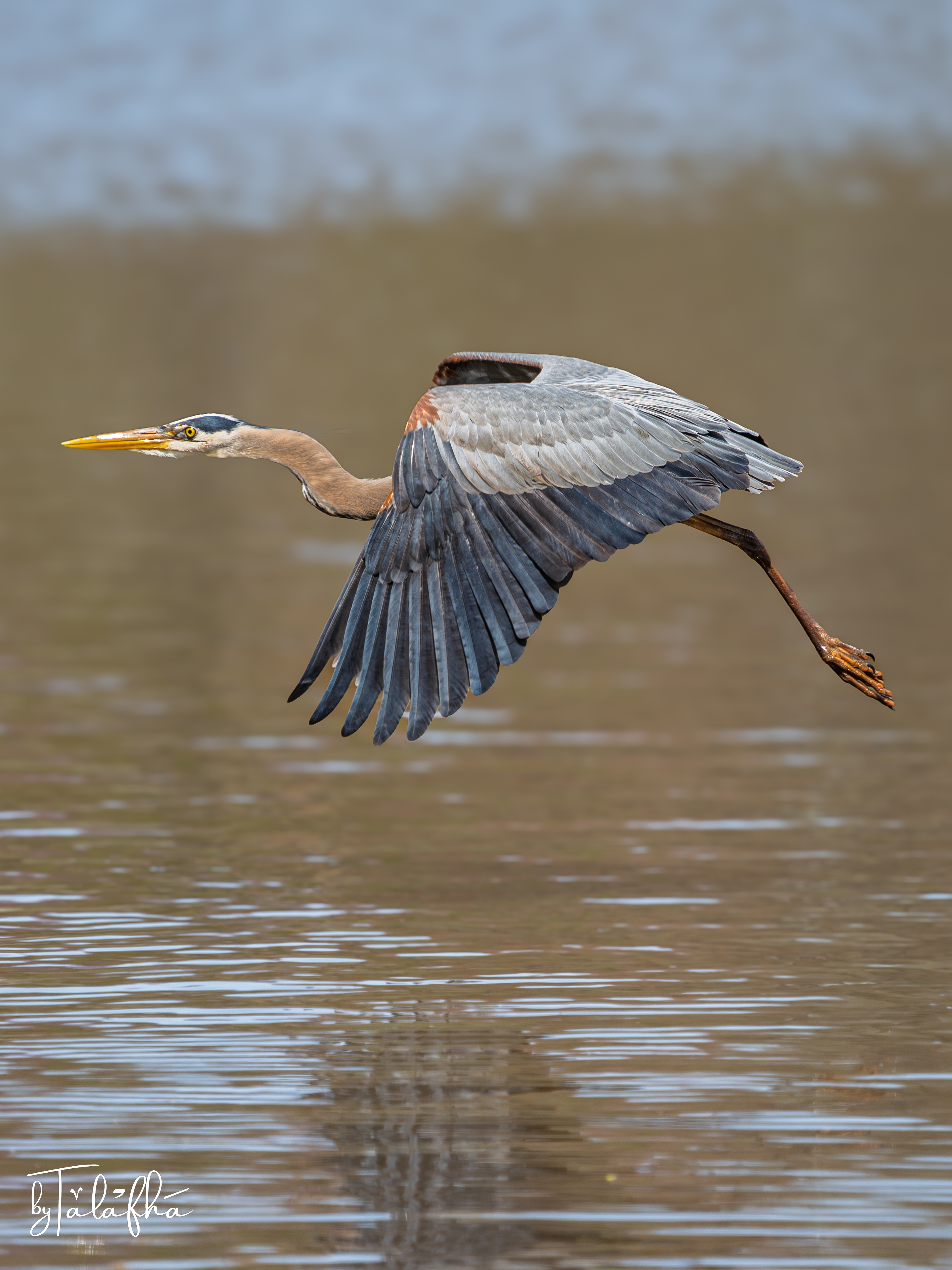 Great Blue Heron flying low over the water at Grindstone Marsh in Hamilton, Ontario.