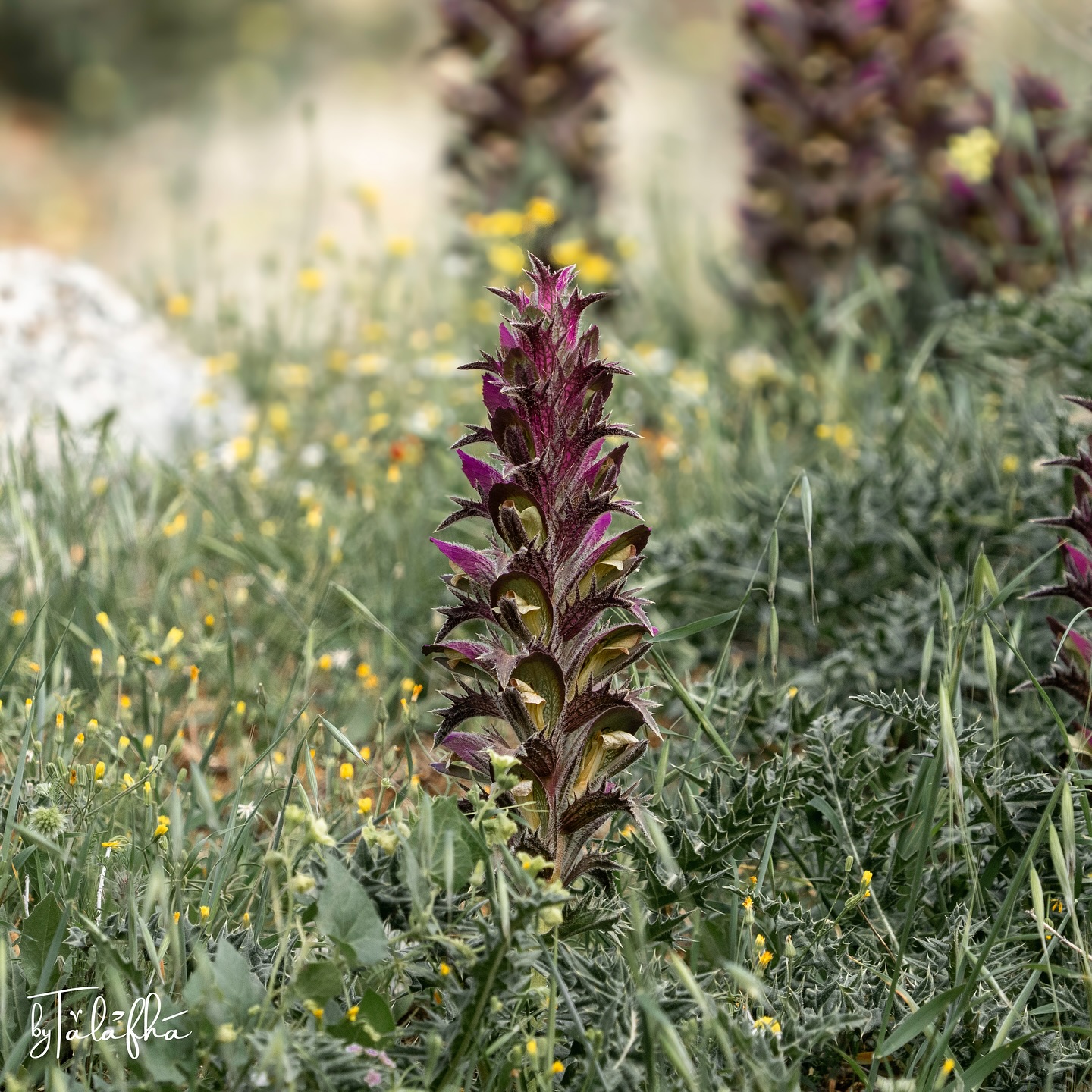 acanthus