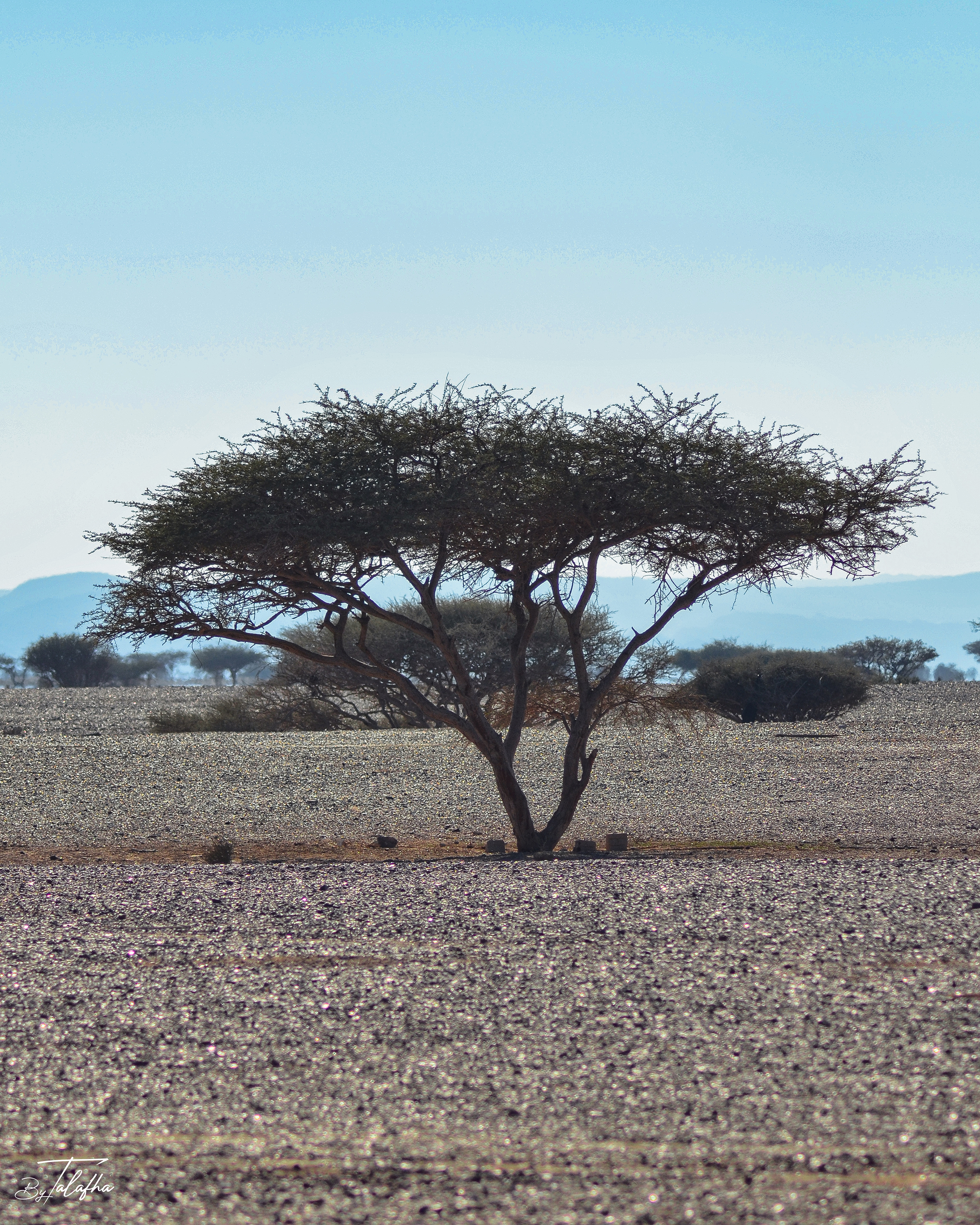 Acacia Photograph in Wadi Araba, Jordan