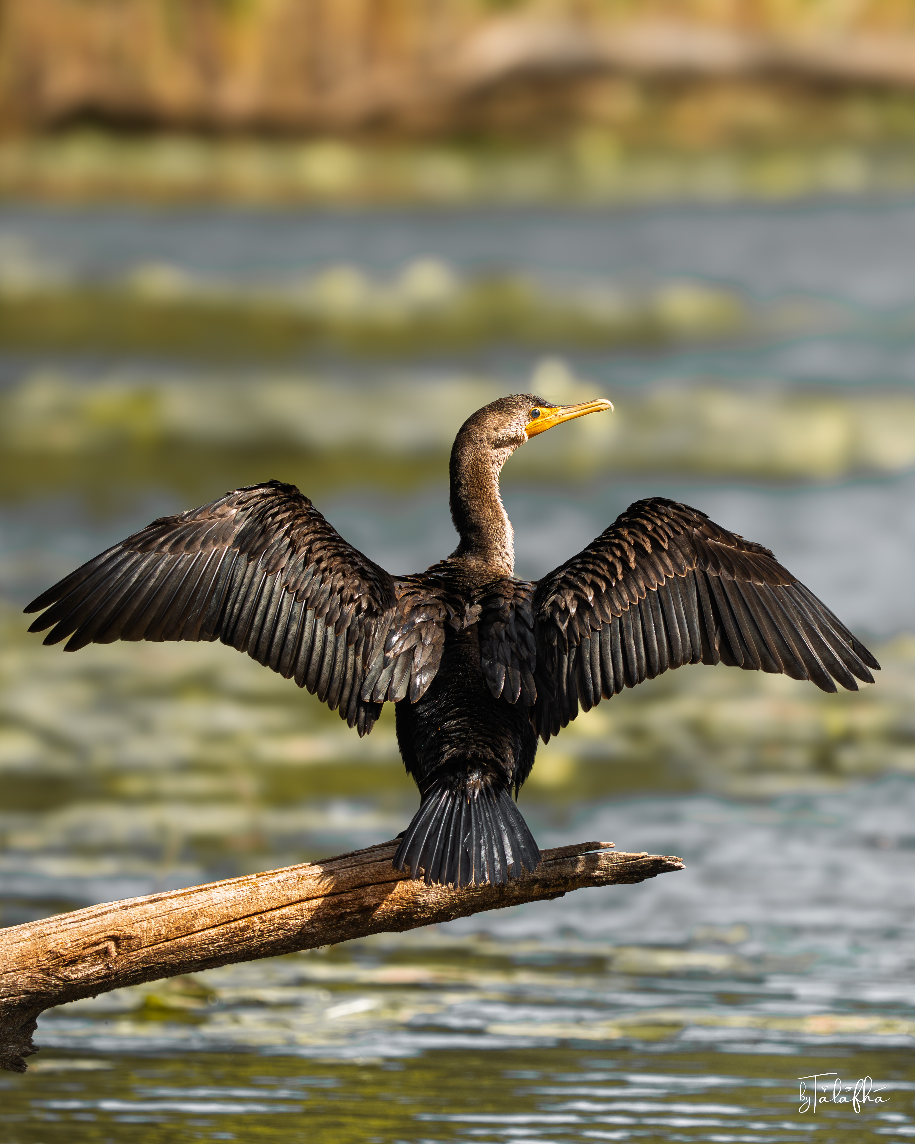 Double-crested Cormorant Drying Its Wings at Grindstone