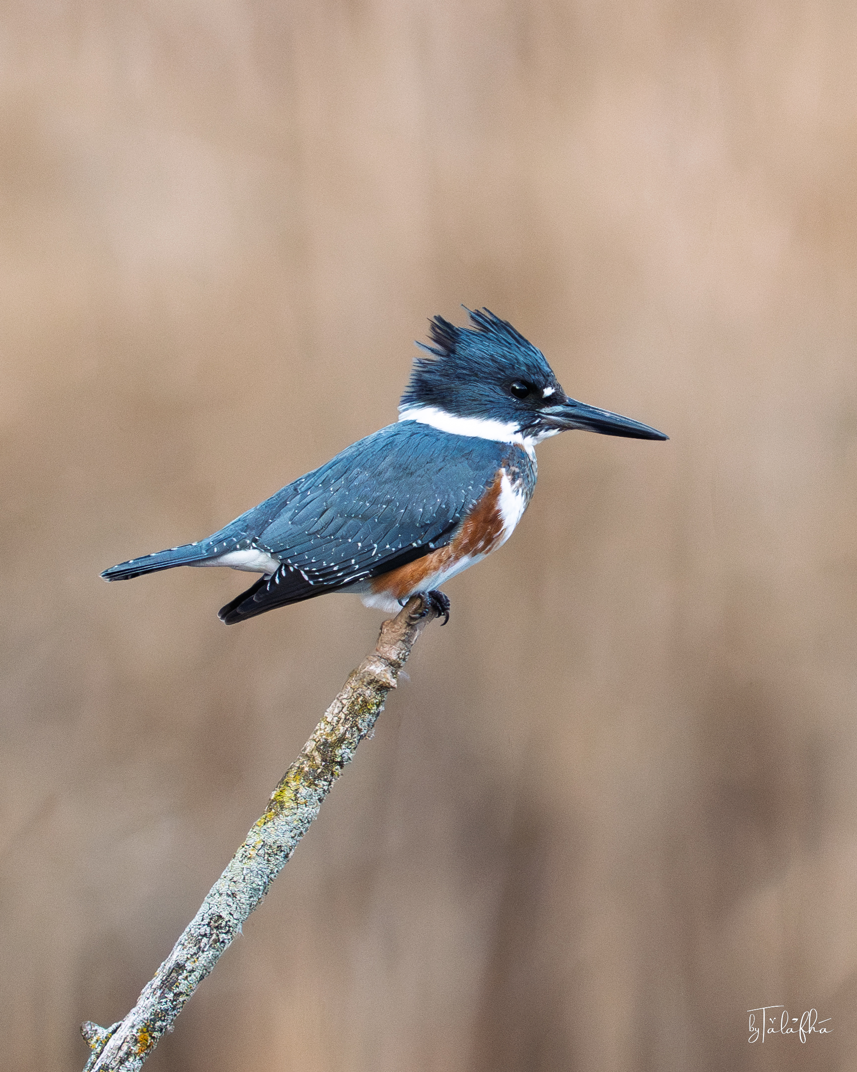 Belted Kingfisher on a Bare Perch at Grindstone Marshes