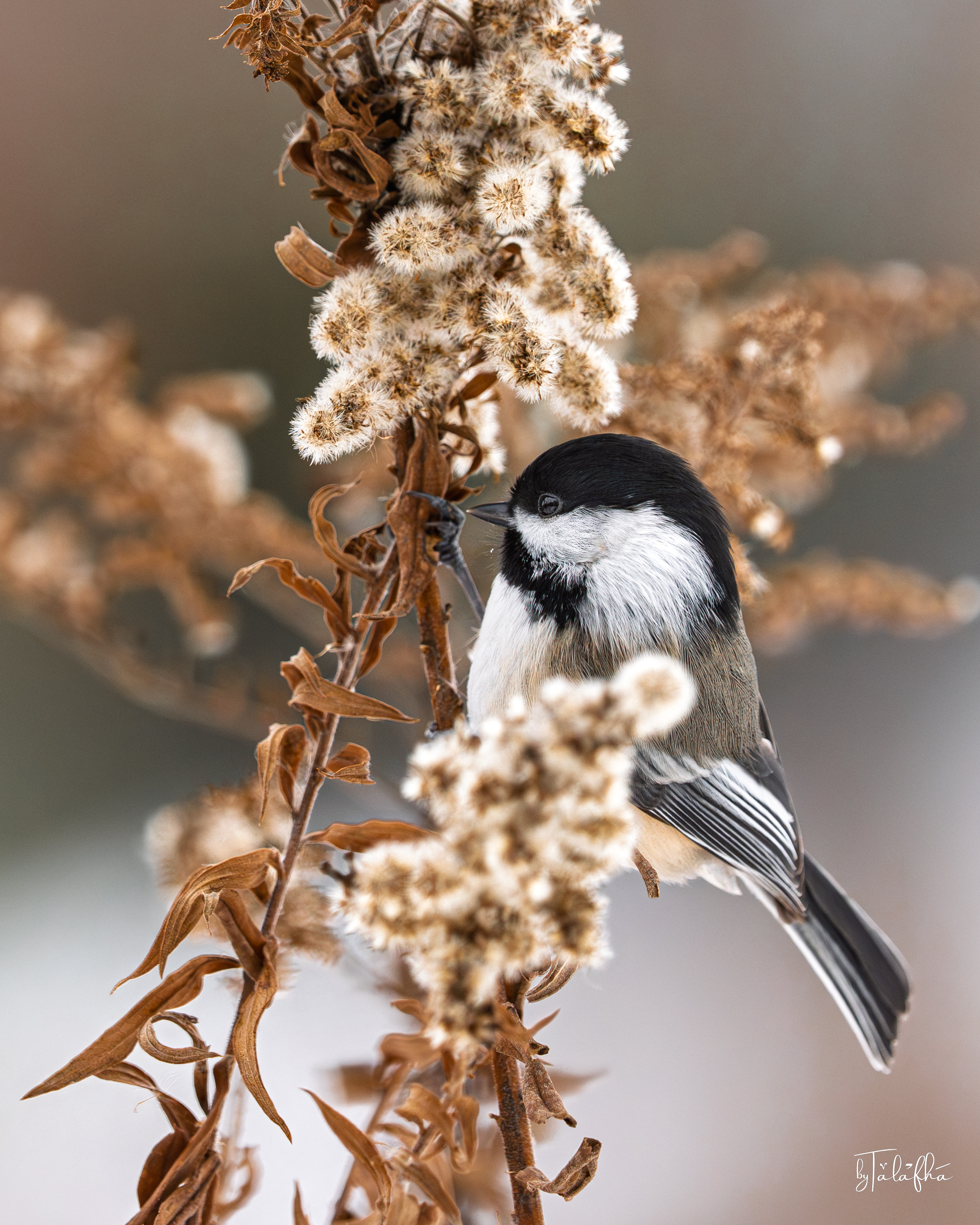 Black-capped Chickadee Foraging among Winter Seedheads at RIM Park