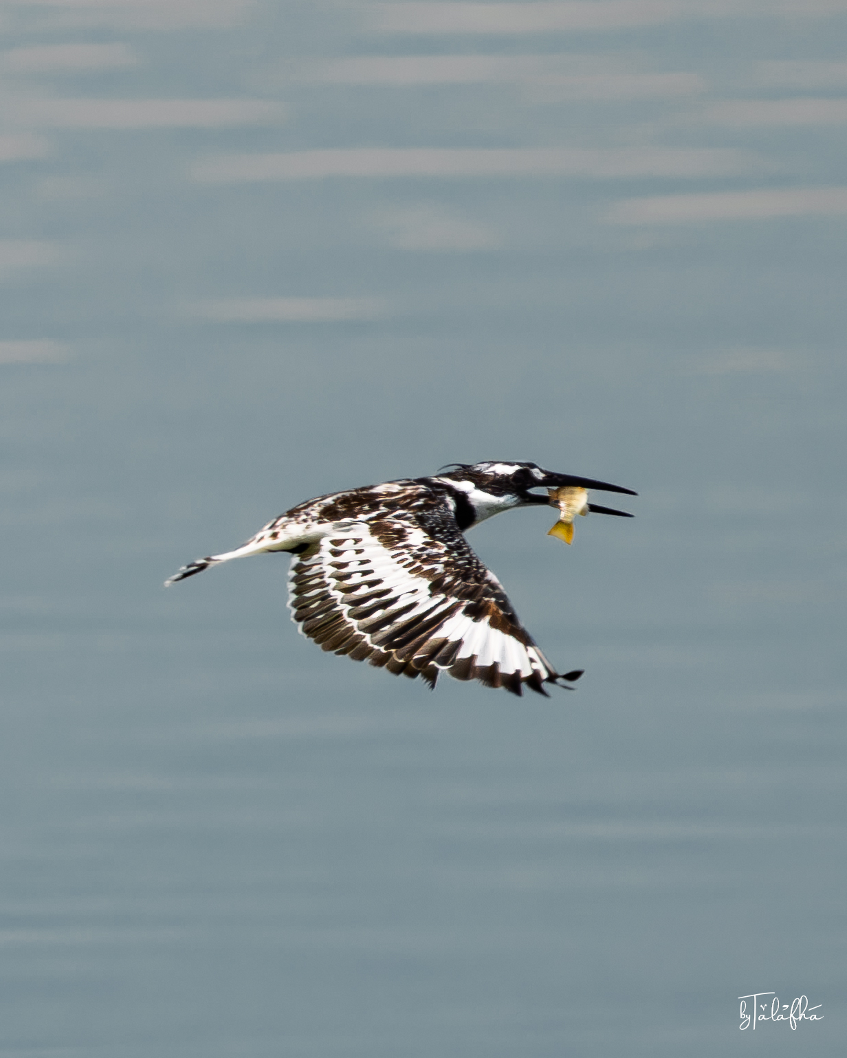 Pied Kingfisher Hovering and Carrying Prey at Kafrein Dam