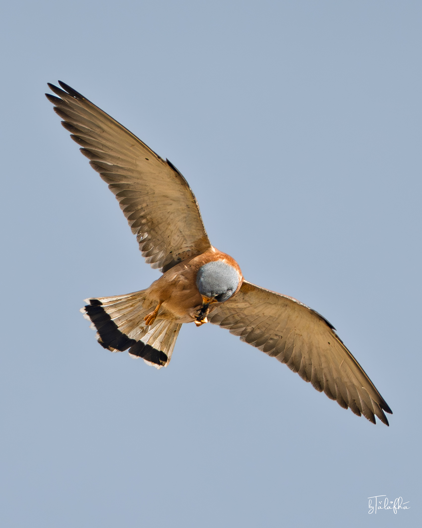 Lesser Kestrel Feeding in Flight over Kafr Kifiya