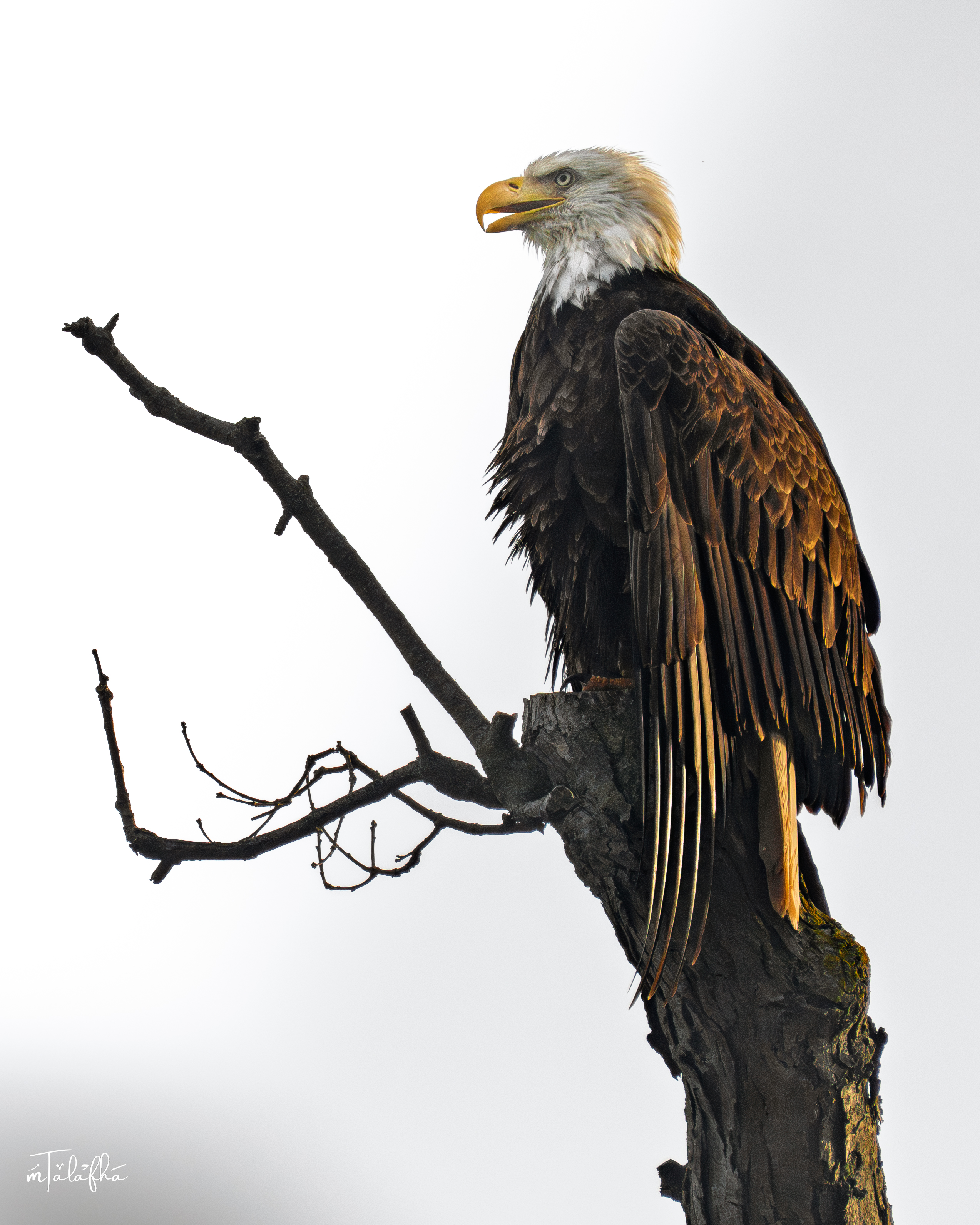 Bald Eagle Perched above Bronte